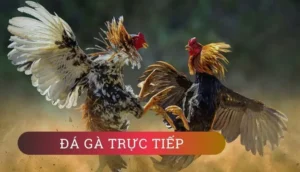 Tham Gia Đá Gà WS168 Tại U888 Để Chinh Phục Mọi Trận Đấu