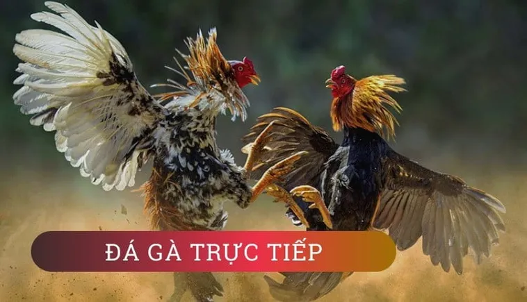 Tham Gia Đá Gà WS168 Tại U888 Để Chinh Phục Mọi Trận Đấu